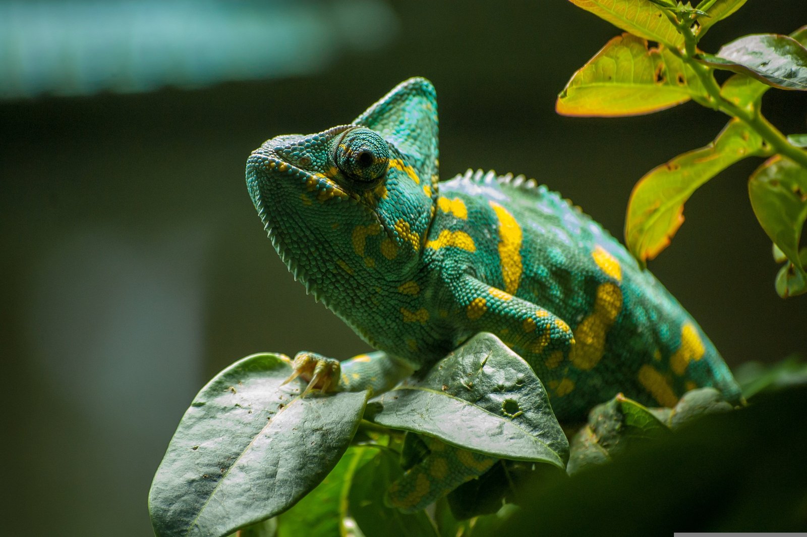 Rex