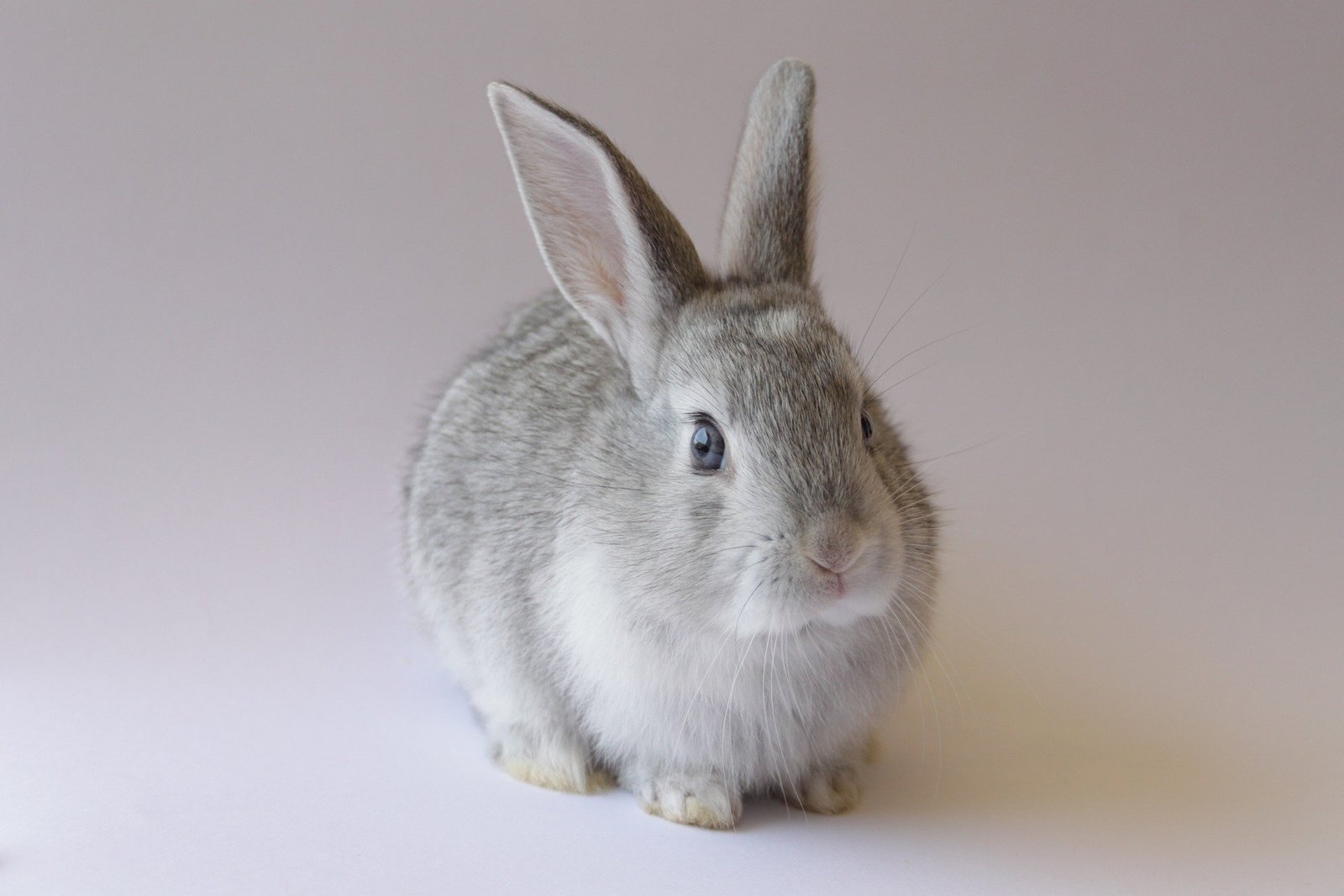 Tambor