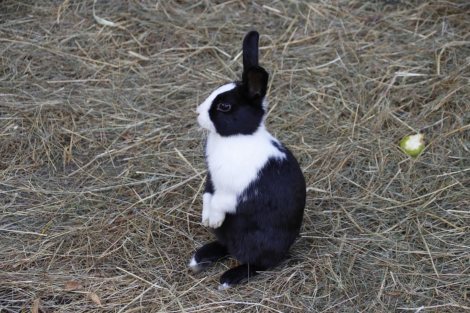 Copito
