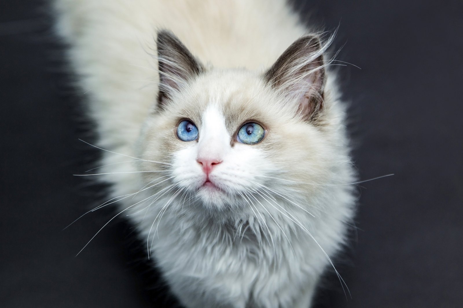 Milo