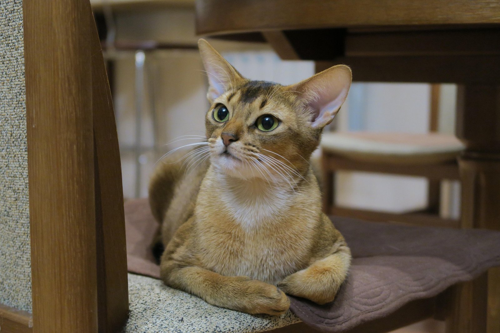 Simba