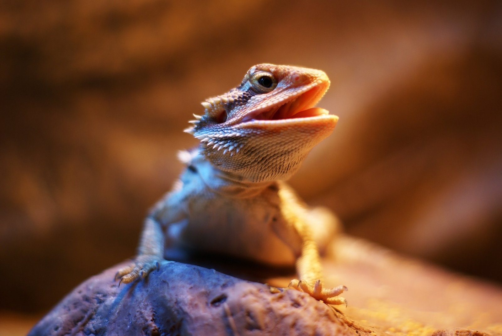 Draco